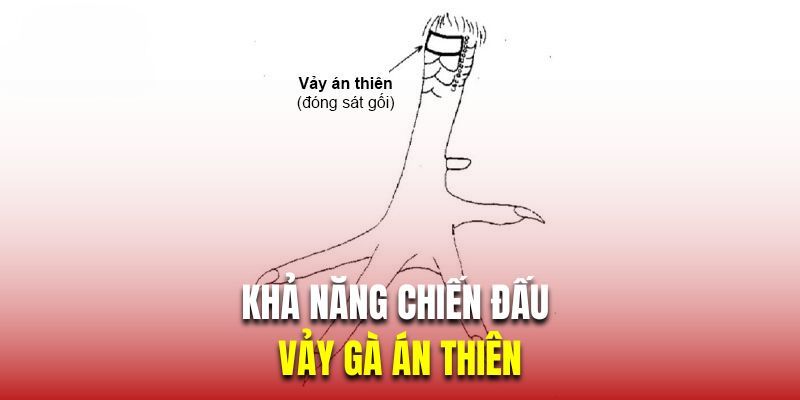 Khả năng chiến đấu của vảy gà án thiên