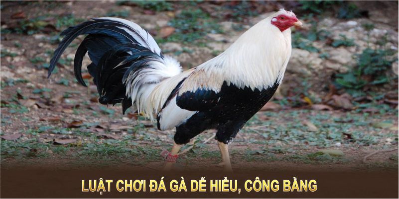 Luật chơi dễ hiểu, công bằng tạo nên sự hấp dẫn tuyệt đối