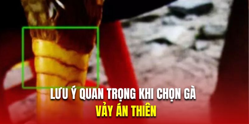 Những lưu ý quan trọng khi chọn gà có vảy án thiên