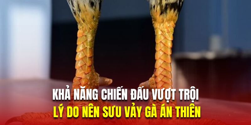 Khả năng chiến đấu vượt trội là lý do nên sưu vảy gà án thiên