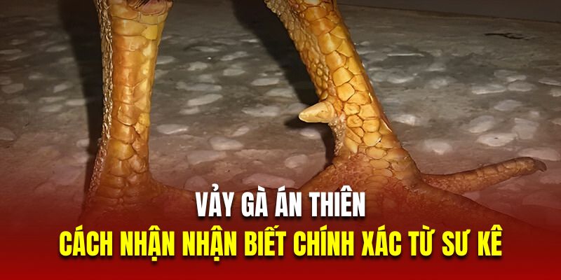 Vảy gà án thiên