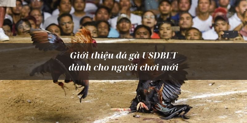 Một số thông tin tổng quan về sảnh đá gà USDBET