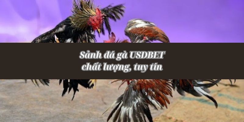 đá gà usdbet