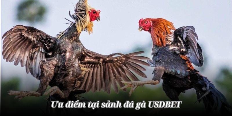 Lưu ý khi tham gia sảnh cược đá gà USDBET  